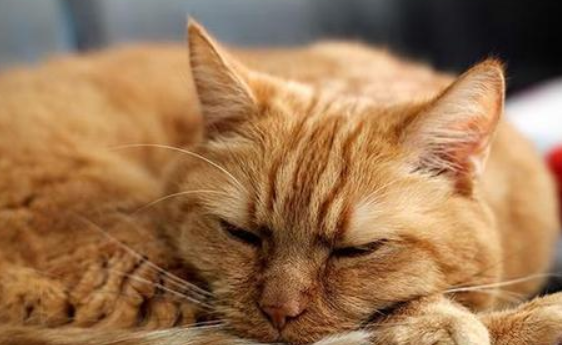 小猫小鸡出来是咋回事 小猫小鸡出来是咋回事