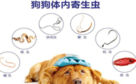 狗狗一直长不胖？你喂养方式有什么问题
