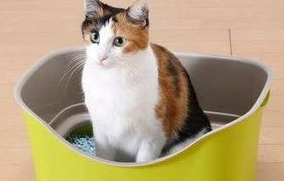 训练猫咪不要随地大小便的方法,猫主子请注意! 训练猫咪不要随地大小便的方法,猫主子请注意!