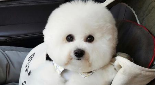 比熊怎么才算沒有泪痕？有泪痕怎么处理？