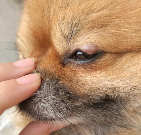 出現炎症,眼皮肿的情况,主人要好好地给狗狗清理双眼