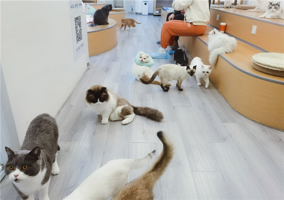 猫舍繁育的猫怎么处理 猫舍繁育的猫怎么处理