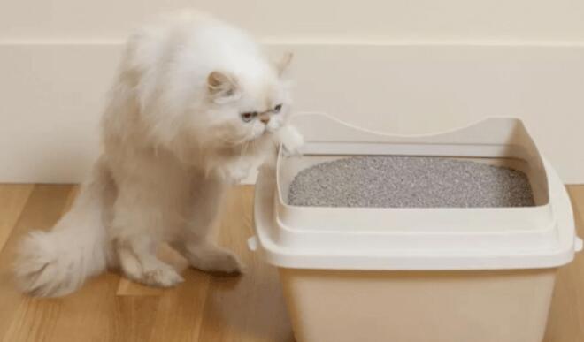 猫咪会用猫砂盆还是到处乱拉怎么办？