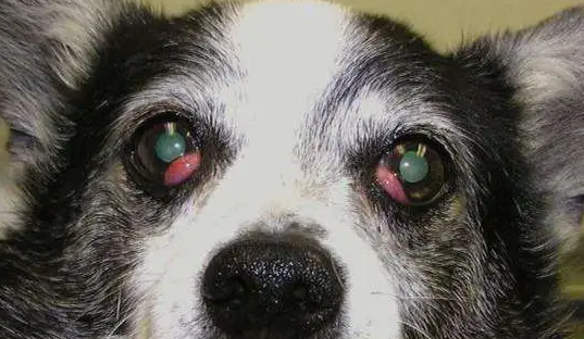 犬干眼病的特征是什么？狗狗得了干眼病怎么办？