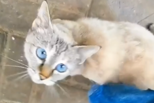 把猫眼睛蒙住它就不动了吗