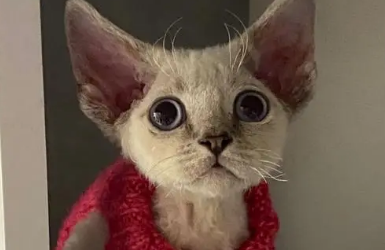 德文卷毛猫几度要穿衣服