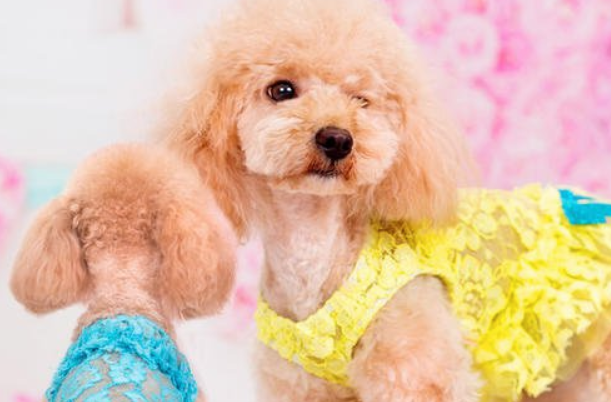 泰迪美容流程?3个月泰迪美容实例教程 泰迪美容流程?3个月泰迪美容实例教程