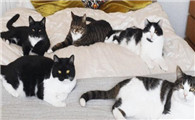 猫舍母猫生几窝退役