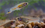 食蚊鱼生下的宝宝很快死