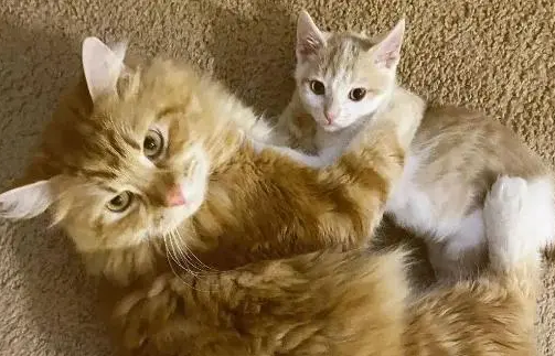 怎么样让大猫小猫和平相处？