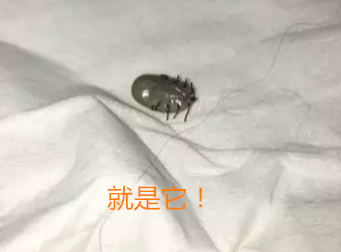 遛狗狗警惕蜱虫扎进狗狗皮肤，遇到蜱虫该怎么处理呢？