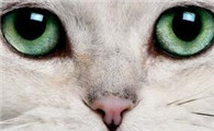 犬猫角膜炎的症状及治疗方法