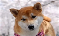 当柴犬出现这些表现时，就说明宠过头了！