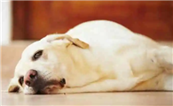 犬瘟抗原为阳性但没有症状该怎么办呢?