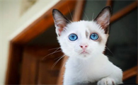 如何从牙齿上辨别猫猫的年龄?来了解下吧