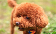 泰迪犬牙齿变黄该怎么办？如何给泰迪犬刷牙？