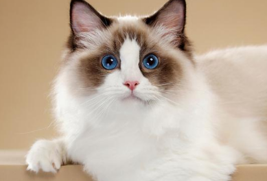 山猫纹布偶猫为什么便宜