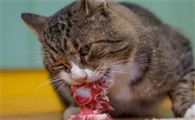 宠物猫可以吃生骨肉吗