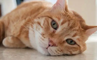 猫猫两天不吃不喝浑身无力是什么情况