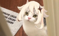 七七和猫猫哪个好