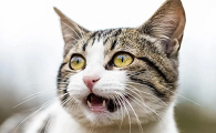 猫咪为什么凌晨叫唤