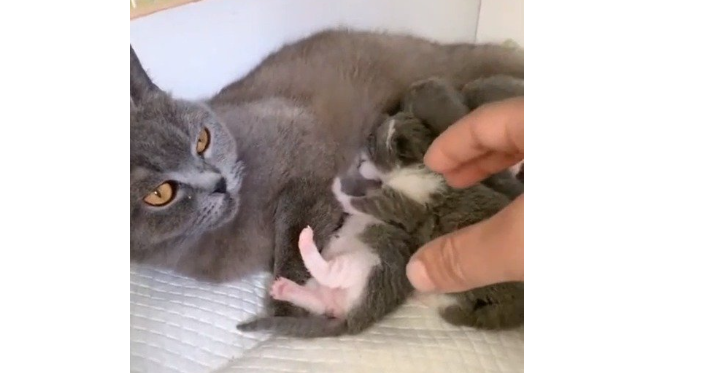 一公一母猫三年都没有怀孕 一公一母猫三年都没有怀孕