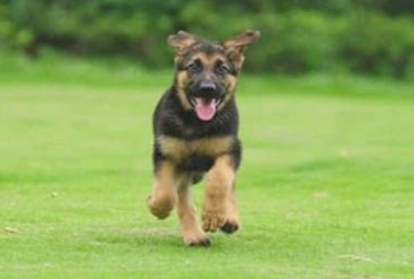 你知道牧羊犬有几种吗？
