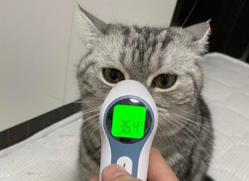 猫咪体温多少度算正常