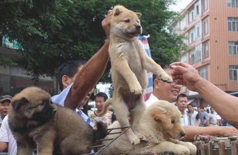 只靠这几个方面,就能在一窝狗狗中,挑选到最出色的幼犬 只靠这几个方面,就能在一窝狗狗中,挑选到最出色的幼犬