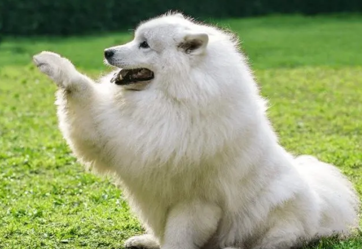 萨摩耶犬怎么训练啊
