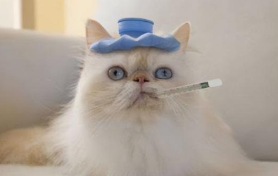 猫咪也会感冒吗为什么