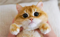 猫咪一阵一阵的发抖像打冷颤？有哪些原因？