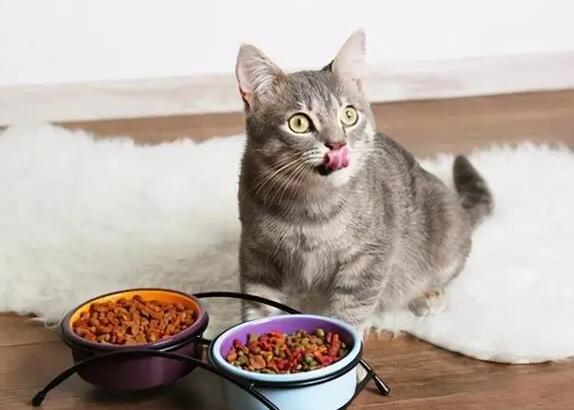 猫咪拉稀了怎么解决?猫因便秘引起的脱肛案例分析! 猫咪拉稀了怎么解决?猫因便秘引起的脱肛案例分析!