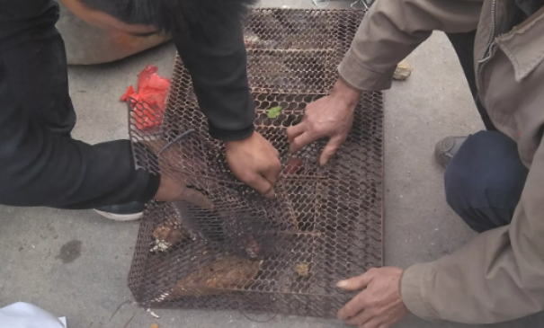 老鼠收购市场交易 老鼠收购市场交易