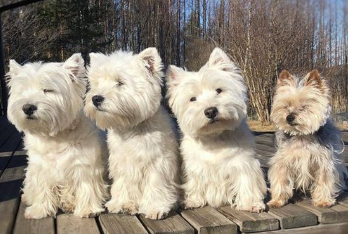 西高地杂交犬多少钱一只