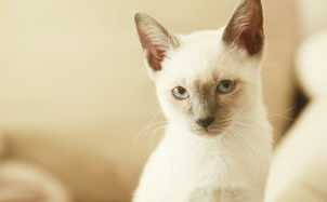 传染性猫病毒性鼻气管炎的症状及防治方法是什么？来看看吧