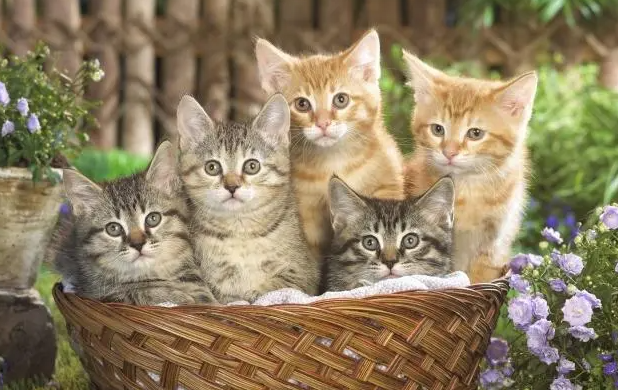 小猫老是打喷嚏怎么回事？