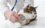 猫猫有艾滋病的症状和治疗方法