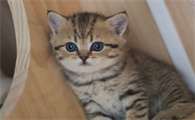 猫牙龈炎怎么治疗与预防？来看看吧