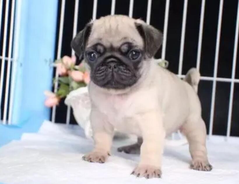 巴哥犬训练方式 巴哥犬训练方式