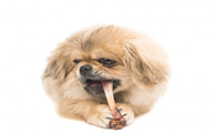 狗狗真的能吃骨头吗?