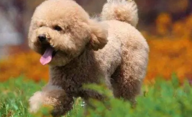 十大便宜好养的小型犬