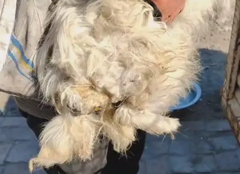 腿折后被卖上狗肉车的老博美，获救后，难从恐惧中走出