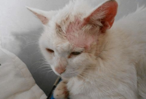 猫咪长癣的正确治疗方法是什么?来看看吧 猫咪长癣的正确治疗方法是什么?来看看吧