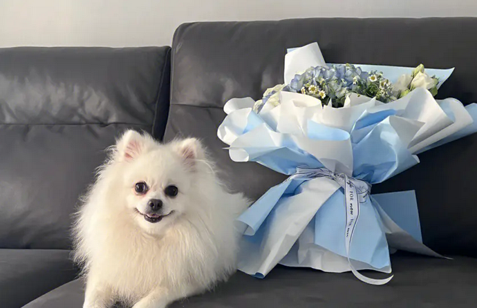 博美犬好养吗容易生病吗