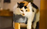 滴耳液治疗猫咪耳螨的步骤，猫咪耳螨的日常护理！