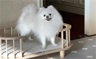 博美犬好养吗?博美犬喂养注意事项有哪些