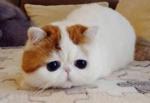 为什么呼唤猫咪没反应就跑