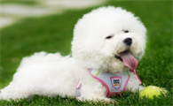 比熊犬价格多少钱一只