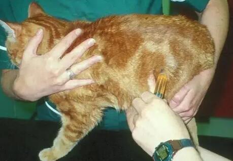 一例关于猫泌尿道感染综合症的治疗 一例关于猫泌尿道感染综合症的治疗